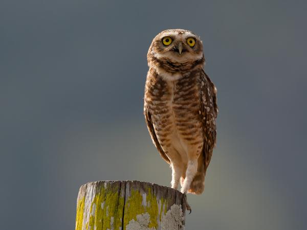 Holenuil (Athene cunicularia)